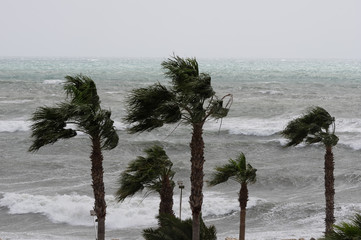 Palms,sea and windy weather