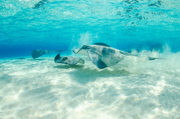 The underwater marine animals of Grand Cayman