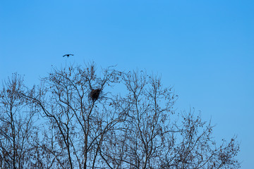 Bare tree branches on a spring day with blue sky and birds in the branches. Birds nest and two birds. Crows.