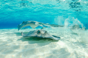 The underwater marine animals of Grand Cayman