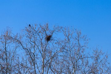 Bare tree branches on a spring day with blue sky and birds in the branches. Birds nest and two birds. Crows.