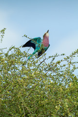 National Bird of Kenya