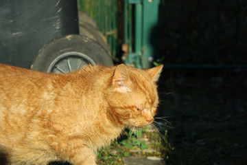 gelbe katze
