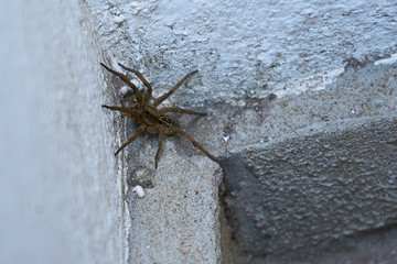 Araña cazadora