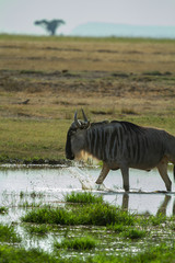 Wildebeest stomping through water
