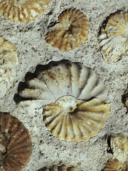 sea shell fossil