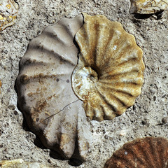 sea shell fossil © Helena Bilkova