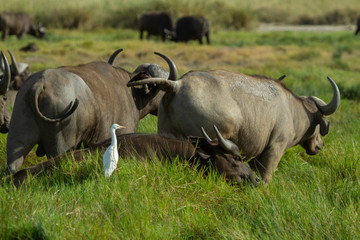 White bird hanging out with Cape Buffalo