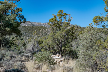 A juniper tree at Pine Nut Camp with the Sheep Range in the background in Desert National Wildlife...