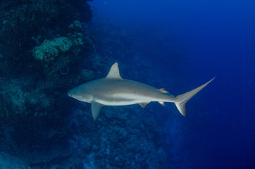 The underwater marine animals of Grand Cayman