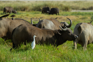 White bird hanging out with Cape Buffalo