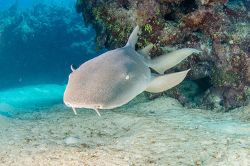 Fototapeta premium The underwater marine animals of Grand Cayman