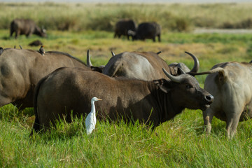 White bird hanging out with Cape Buffalo