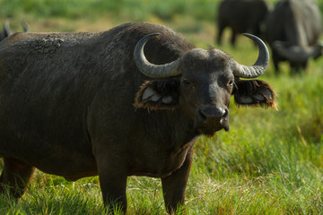 White bird hanging out with Cape Buffalo