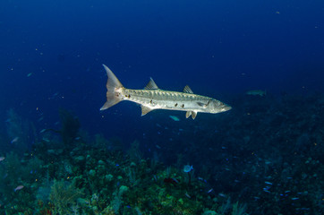 Obraz premium The underwater marine animals of Grand Cayman