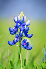 Texas Bluebonnet (Lupinus texensis) flower blooming in spring