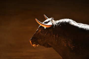 toro en un tradicional espectaculo de toreo