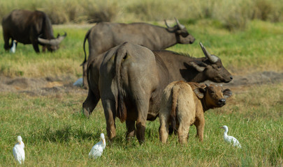 White bird hanging out with Cape Buffalo