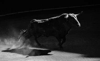 toro español con grandes cuernos en un tradicional espectáculo de toreo
