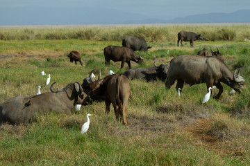 White bird hanging out with Cape Buffalo