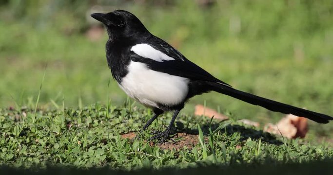 pie bavarde cherchant de la nourriture dans l'herbe