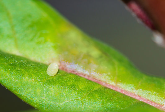 Monarch Butterfly Egg On Milkweed Leaf