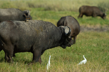Herd of Cape Buffalo