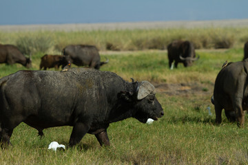 Herd of Cape Buffalo
