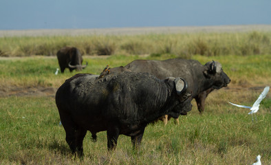 Herd of Cape Buffalo