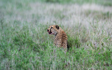 Cheeta in Serengeti National Park