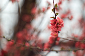 Henomeles on a beautiful blurry background, boken