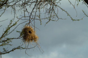 Bird Nest hanging in a tree 