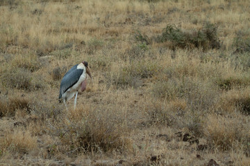 Marabou Stork in the dead grass