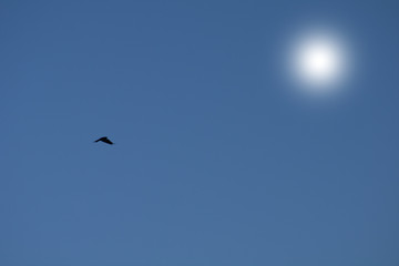 crow flying in the sky,sky, flying, bird, blue, fly,sun, freedom, air,animal