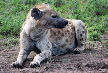 beautiful wild hyena in Serengeti National Park, Tanzania