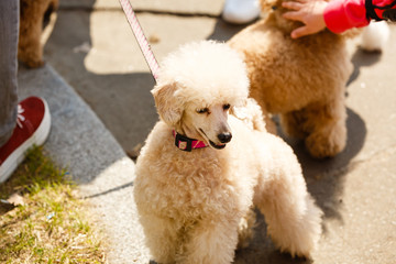 Beautiful groomed white dwarf poodle standing on city street