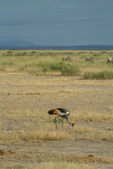 Grey Crested Crane feeds on the kenyan plains