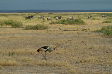 Obraz na płótnie Canvas Grey Crested Crane feeds on the kenyan plains