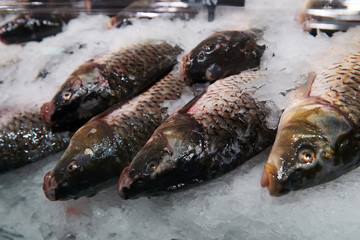 Raw fish on the ice. Fresh chilled carp at the fish market. River fish on the store counter. Closeup.