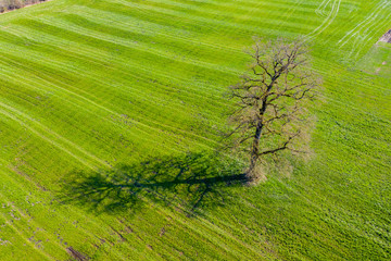 Luftbild: Baum auf Feld im Frühling