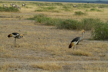 Obraz na płótnie Canvas Grey Crested Crane feeds on the kenyan plains