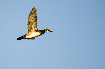 Wood Duck Flying in a Blue Sky