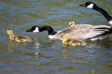 Fototapeta premium Newborn Goslings Learning to Swim Under the Watchful Eye of Mother