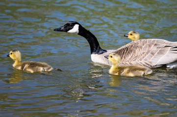 Newborn Goslings Learning to Swim Under the Watchful Eye of Mother