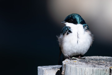 Tree Swallow Perched on an Old Weathered Wooden Fence Post