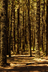 Kiefernwald im Teide - Nationalpark auf Teneriffa