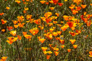 Goldmohn auf Teneriffa