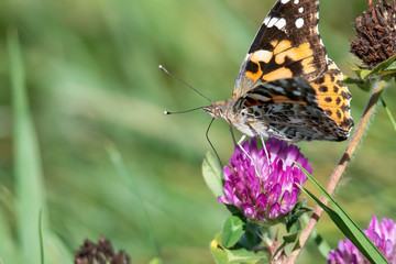 Painted Lady Butterfly Sipping Nectar from the Accommodating Flower