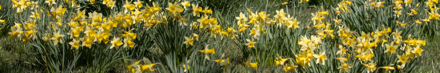 Panoramabild von Osterblumen auf einer Wiese