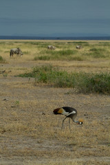 Grey Crested Crane feeds on the kenyan plains